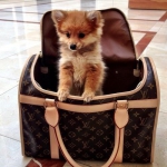  Сумка женская DOG CARRIER Louis Vuitton Артикул СЖ-593. Вид 2