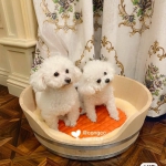 Спальное место для собак Hermes Артикул LUX-38724. Вид 1