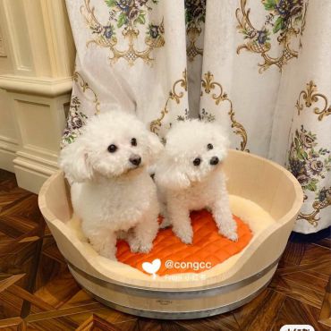 Спальное место для собак Hermes LUX-38724