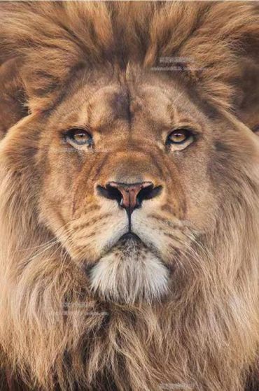 Картина  LUX-64401