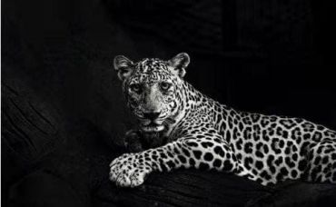 Картина  LUX-64399